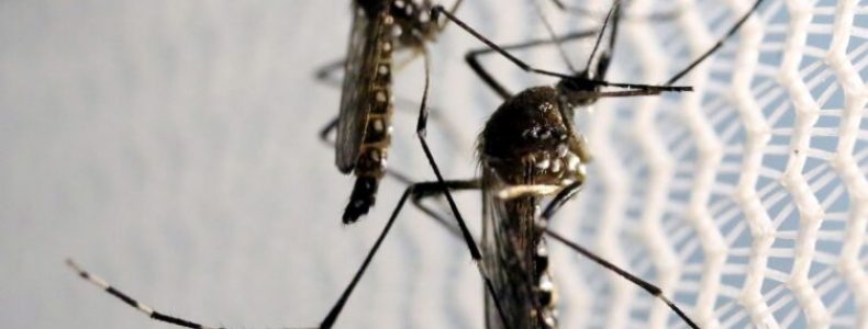 mosquitos_aedes_aegypti_dengue_foto-paulo-whitaker_agencia-brasil-750x375